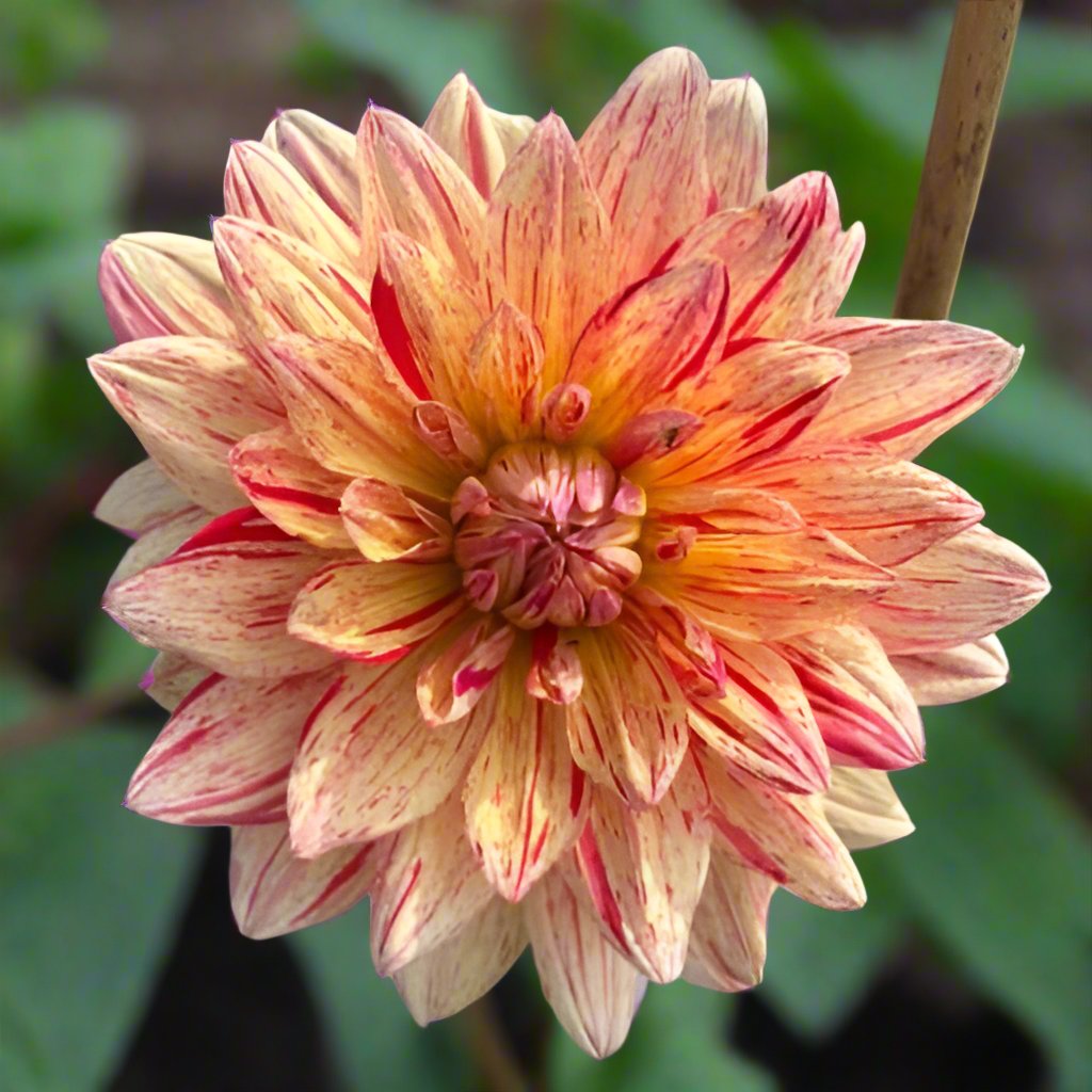 Hollyhill Tigress-LIMIT ONE