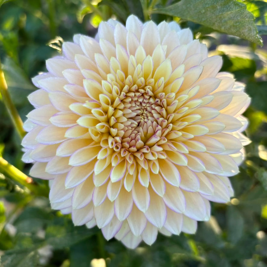Bloomquist Blush