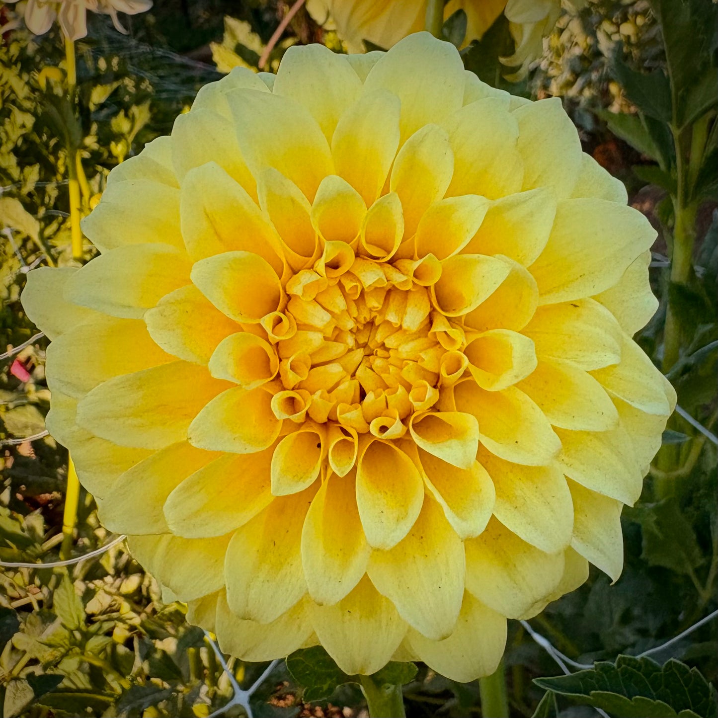 Bloomquist Barbara