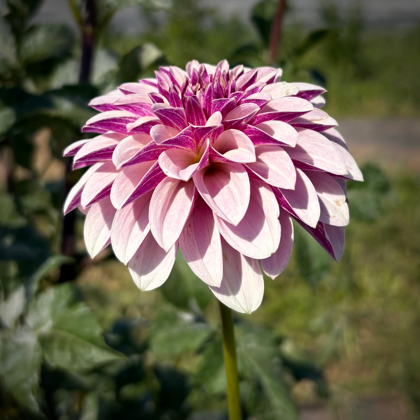 Salish Twilight Girl