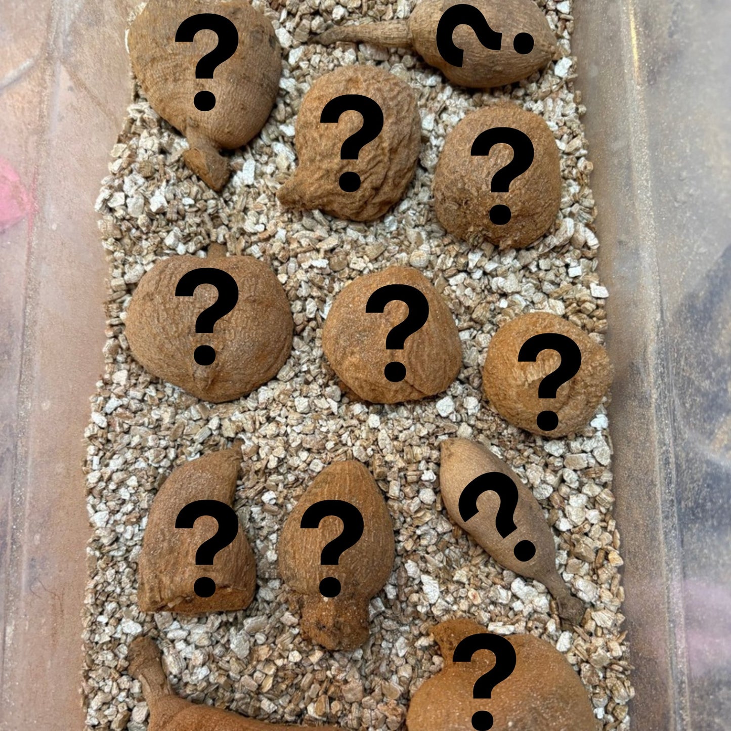 Mystery Tubers