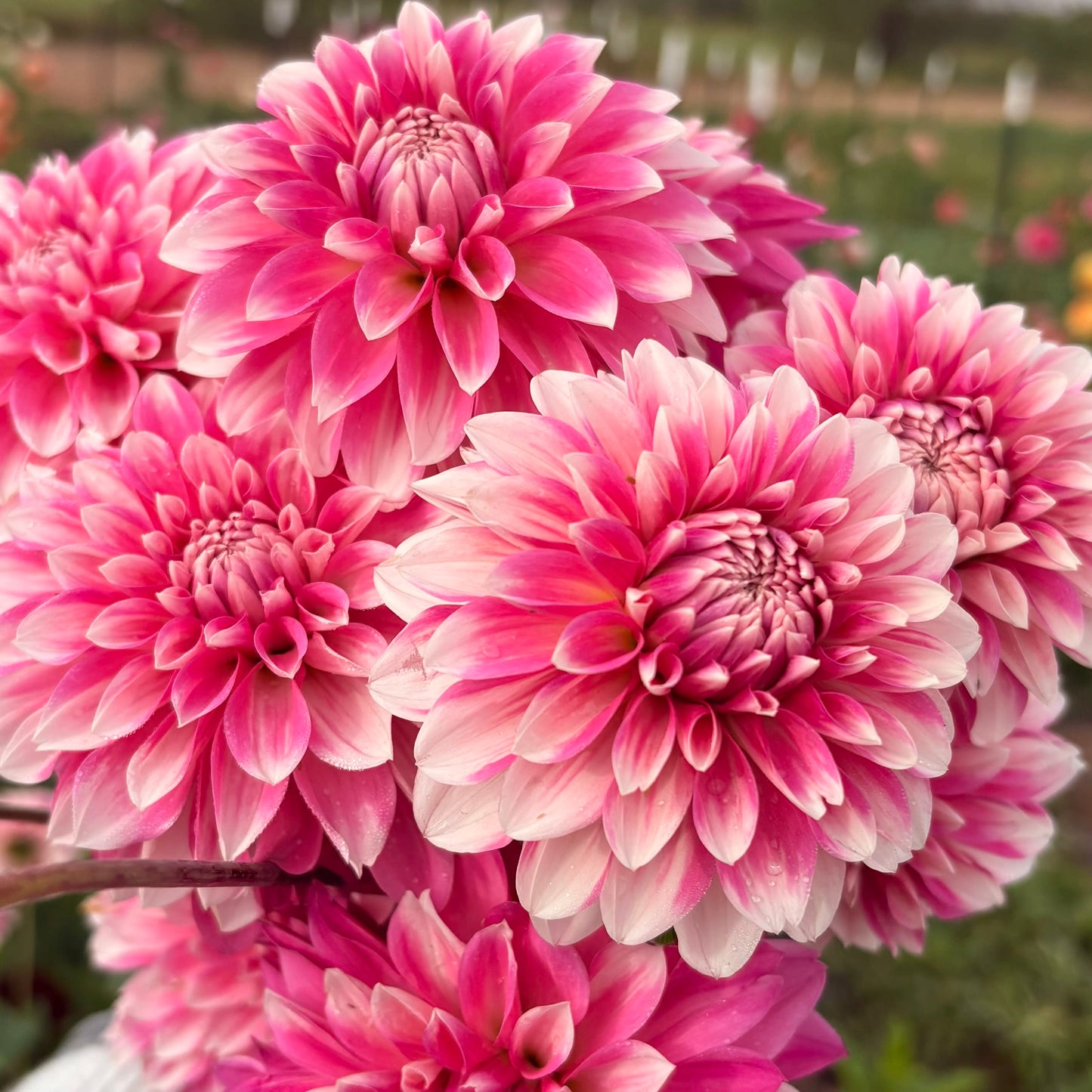Budapest Blush