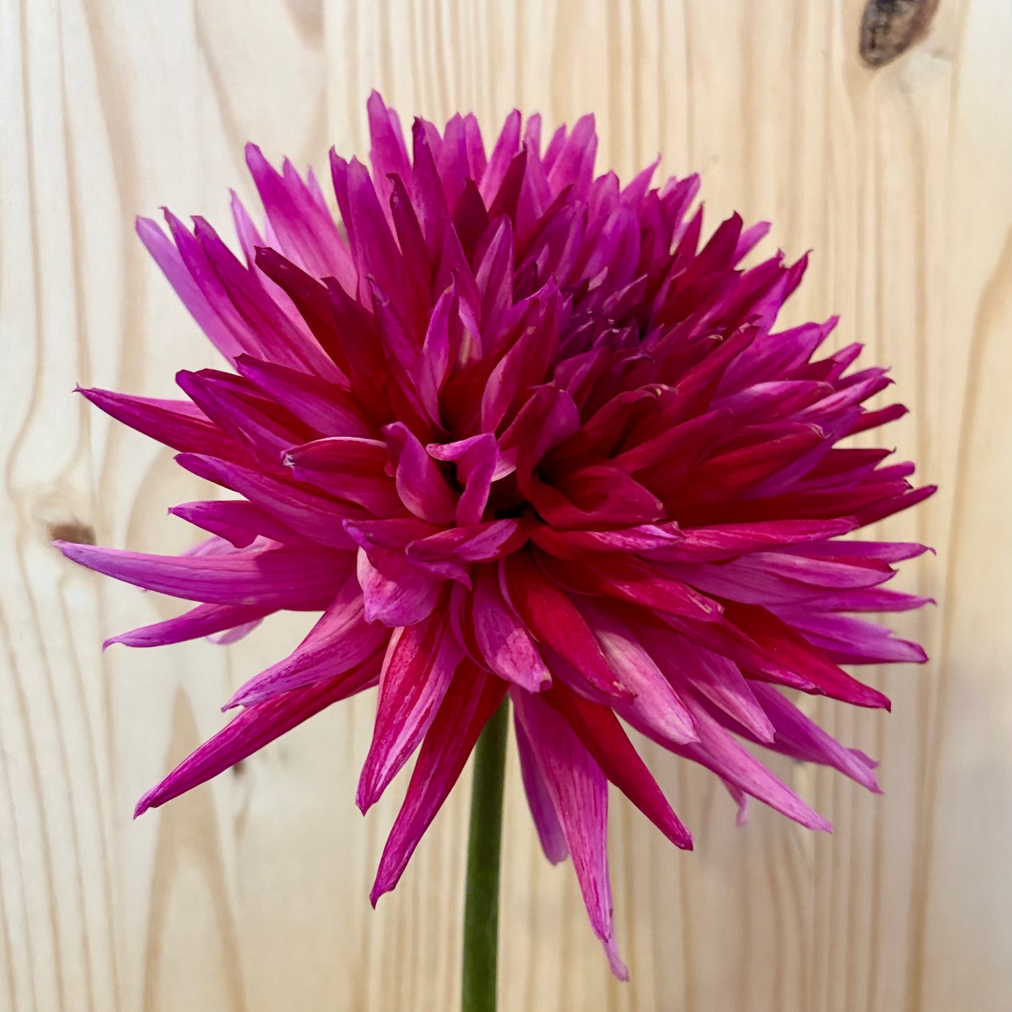 Sandia Barbie