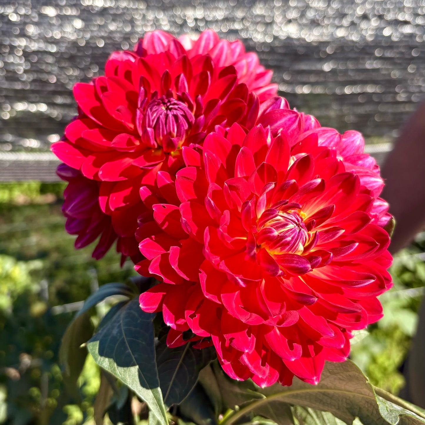 Red Velvet