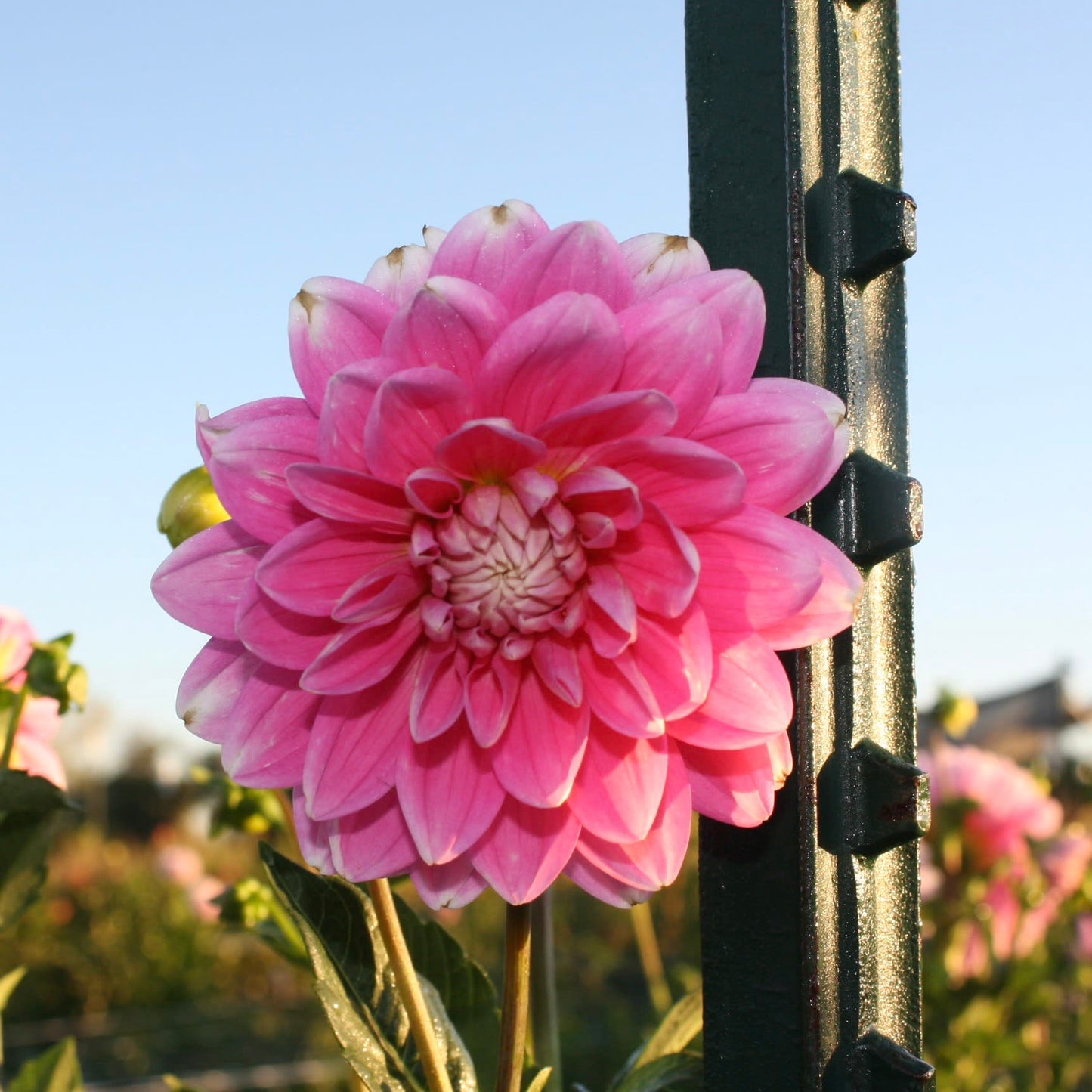 Hollyhill Pink Parfait