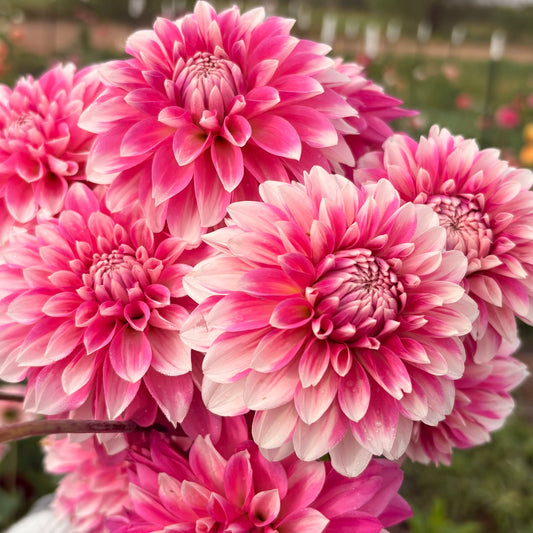 Budapest Blush