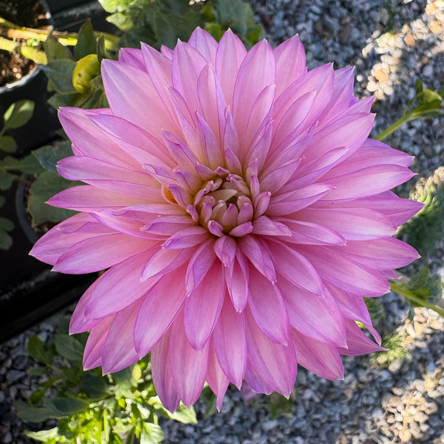 Carmen Lotus